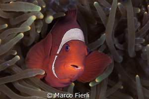 Spine Cheeck Anemone fish, female portrait by Marco Fierli 